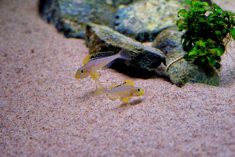 Xenotilapia sp. 'papilio sunflower' Cape Chaitika